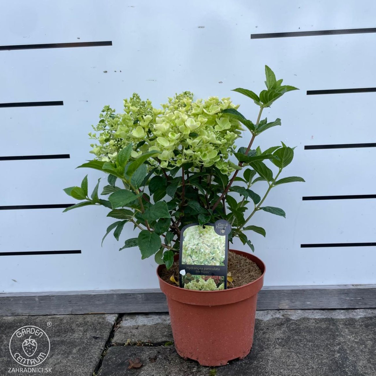 Obrázok Hortenzia metlinatá (Hydrangea paniculata) ‘BEE HAPPY’® - výška 30-40 cm, kont. C2L